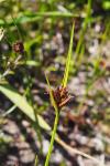 Rhynchospora fusca