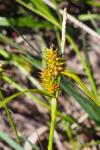 Carex demissa