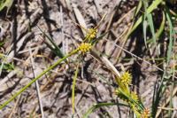 Carex demissa