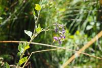 Solanum dulcamara