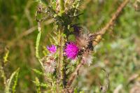 Cirsium palustre