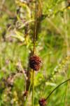 Juncus conglomeratus