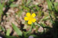 Ranunculus flammula
