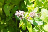 Mentha aquatica