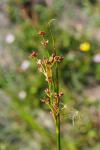 Juncus acutiflorus