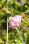Erica tetralix