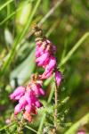 Erica ciliaris
