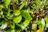Potamogeton polygonifolius