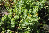 Hypericum elodes