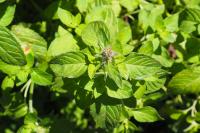 Mentha aquatica