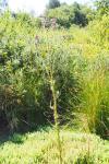 Cirsium palustre