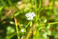 Galium palustre