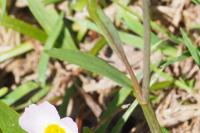 Ranunculus flammula