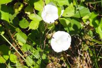 Convolvulus sepium