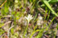 Rhynchospora alba