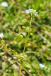 Myosotis laxa subsp. cespitosa