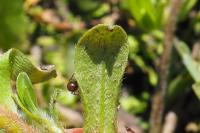 Myosotis laxa subsp. cespitosa