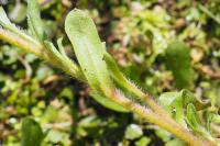 Myosotis laxa subsp. cespitosa