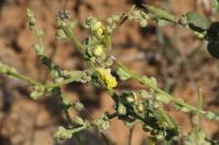 Verbascum sinuatum