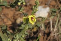 Verbascum sinuatum