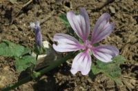 Malva sylvestris