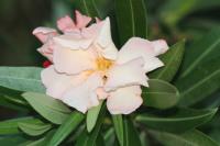 Nerium oleander