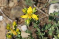 Hypericum perforatum