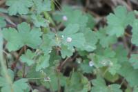 Geranium rotundifolium
