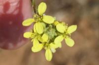 Hirschfeldia incana