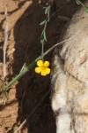 Linum trigynum