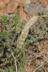 Melica ciliata