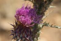 Onopordum illyricum
