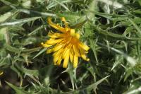 Scolymus hispanicus