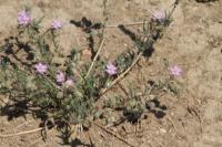 Spergularia rubra