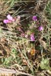 Teucrium chamaedrys