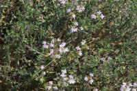 Thymus vulgaris