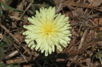 Urospermum dalechampii