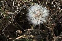 Urospermum picroides