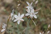 Asphodelus ayardii