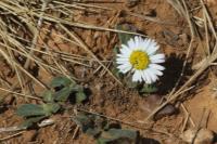 Bellis sylvestris