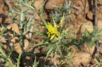 Carthamus lanatus