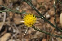 Centaurea solstitialis