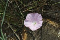 Convolvulus cantabrica