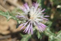 Galactites tomentosus