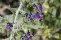 Echium vulgare