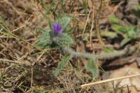 Echium vulgare