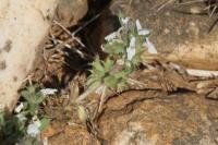 Sideritis romana