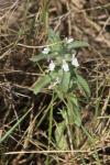 Sideritis romana