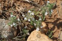 Sideritis romana