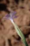 Petrorhagia saxifraga